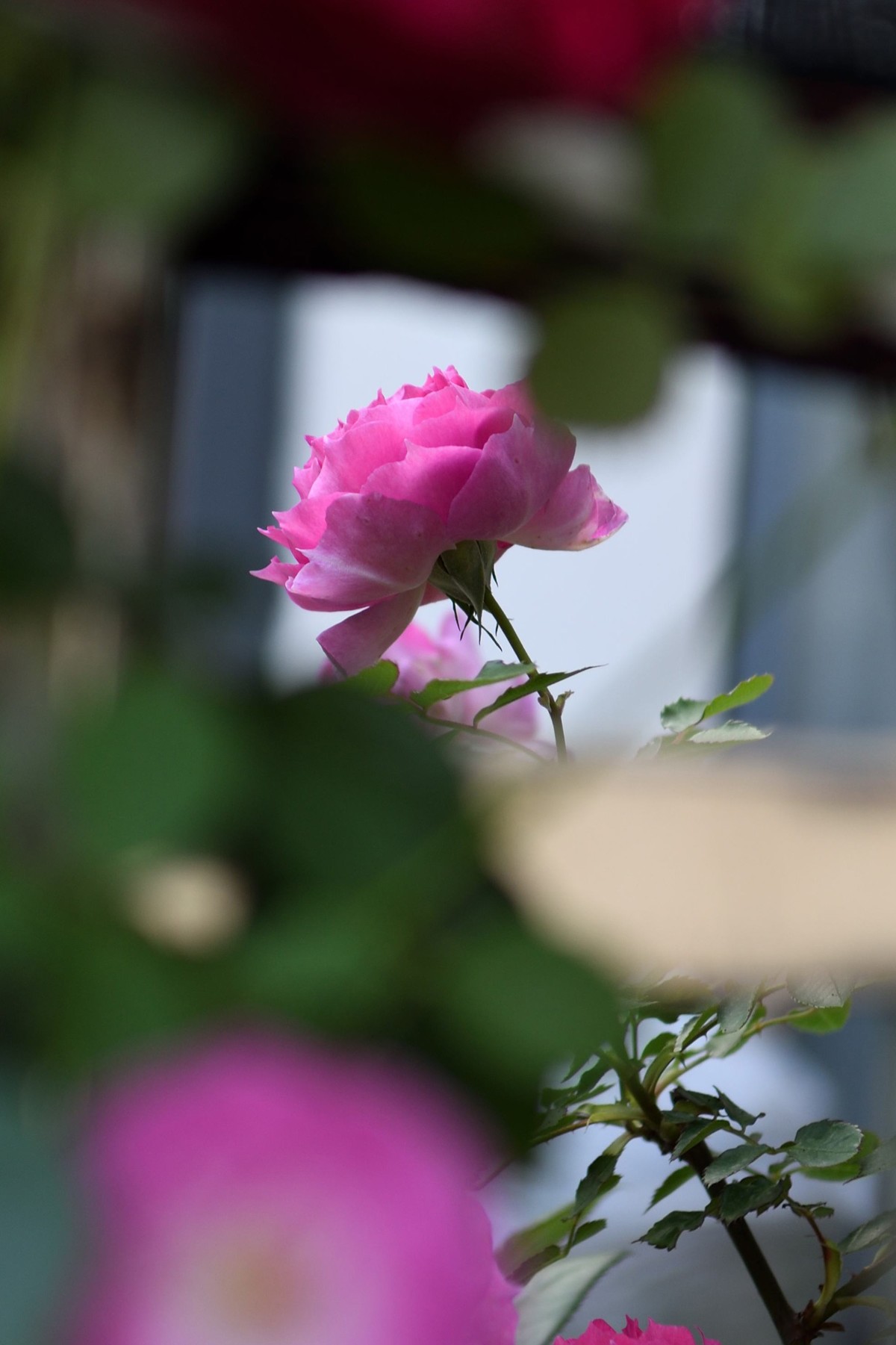 残幅头 17-55mm f/2.8G，试拍花草。