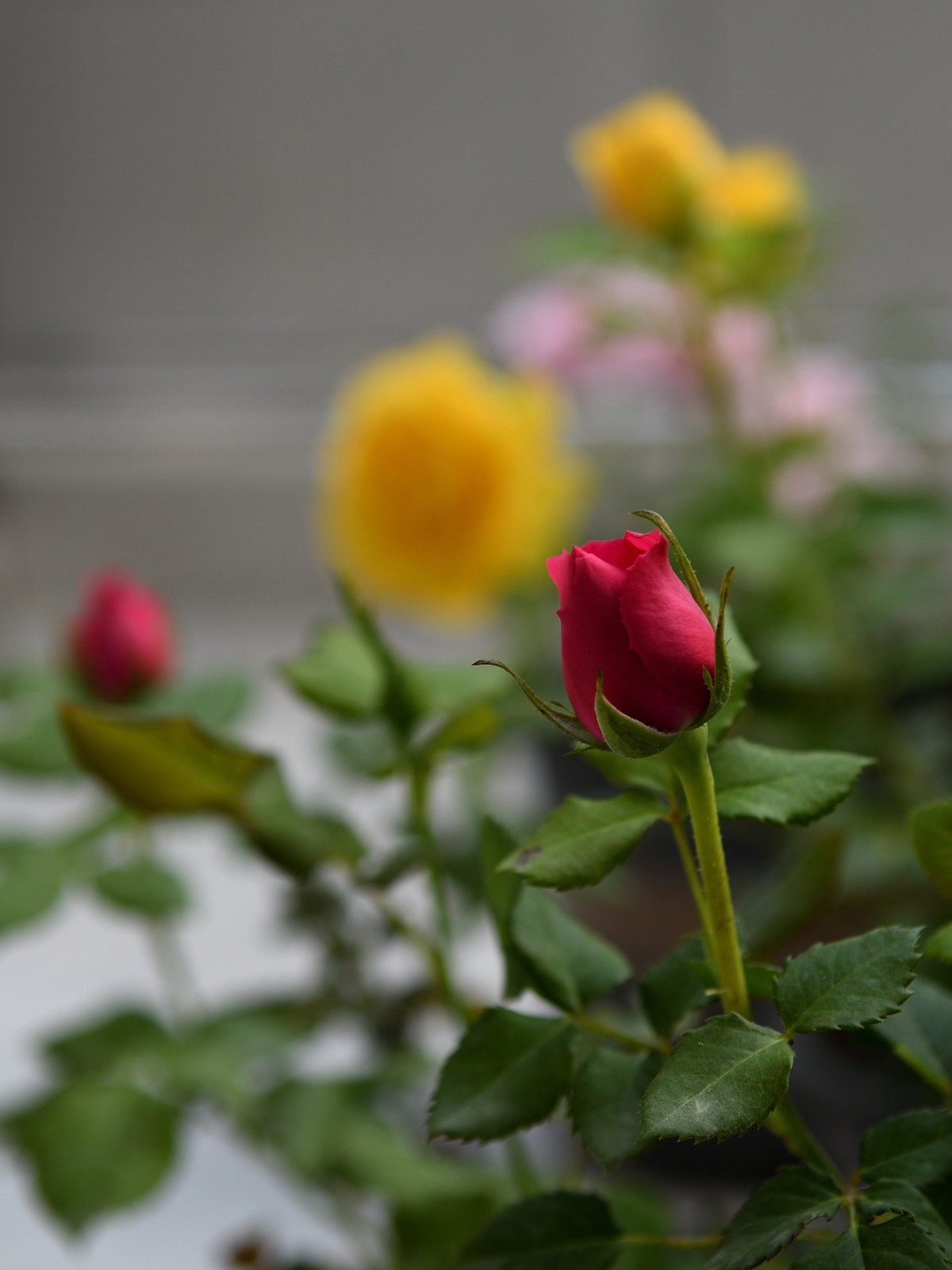 残幅头 17-55mm f/2.8G，试拍花草。