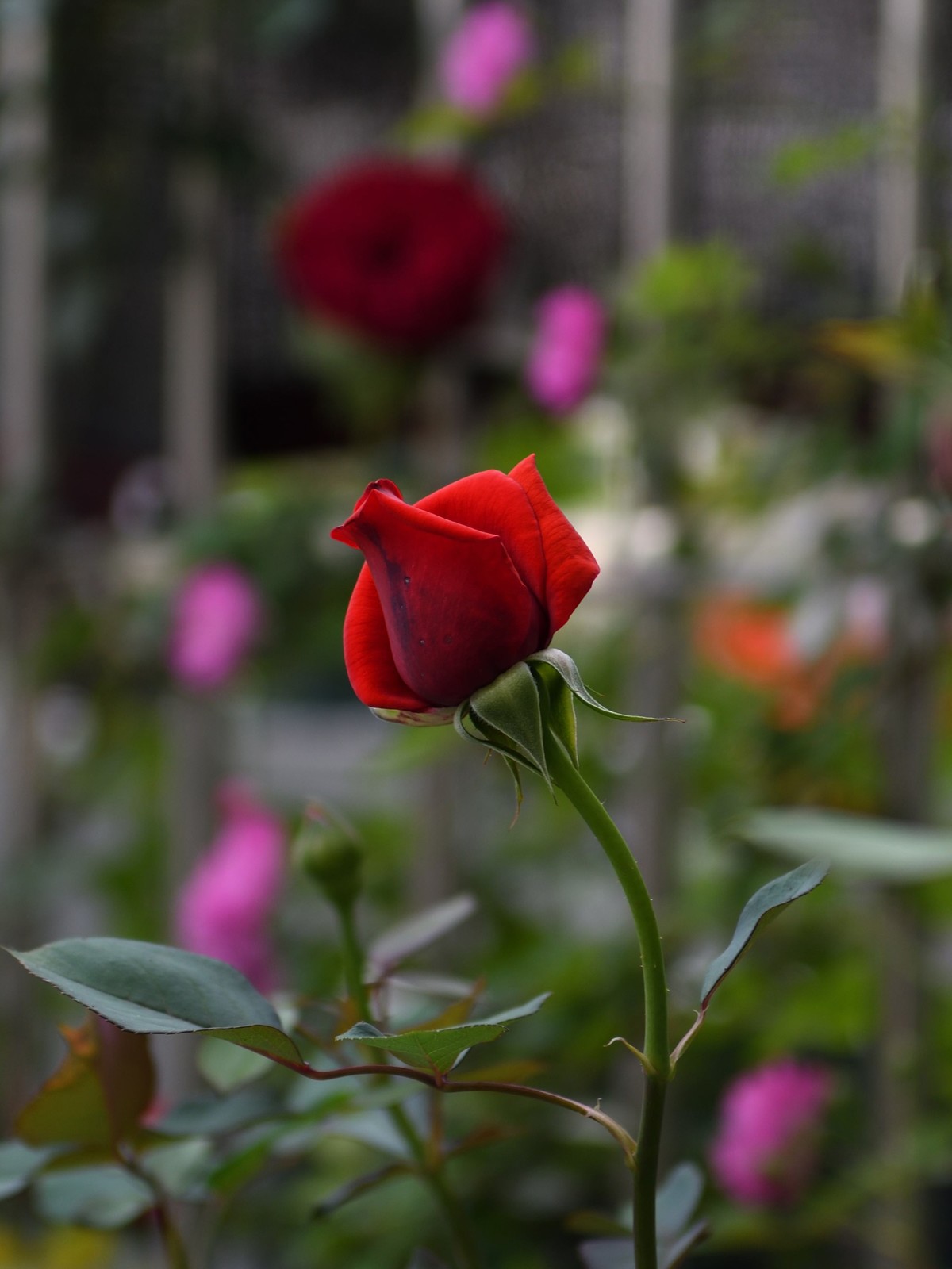 残幅头 17-55mm f/2.8G，试拍花草。