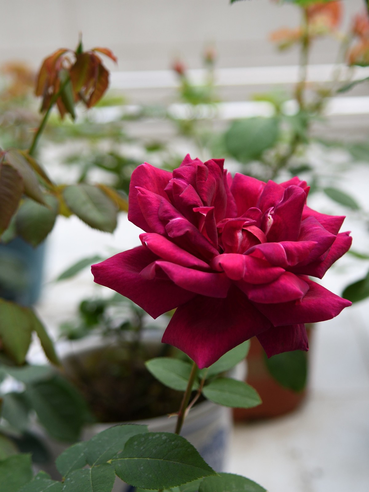 残幅头 17-55mm f/2.8G，试拍花草。