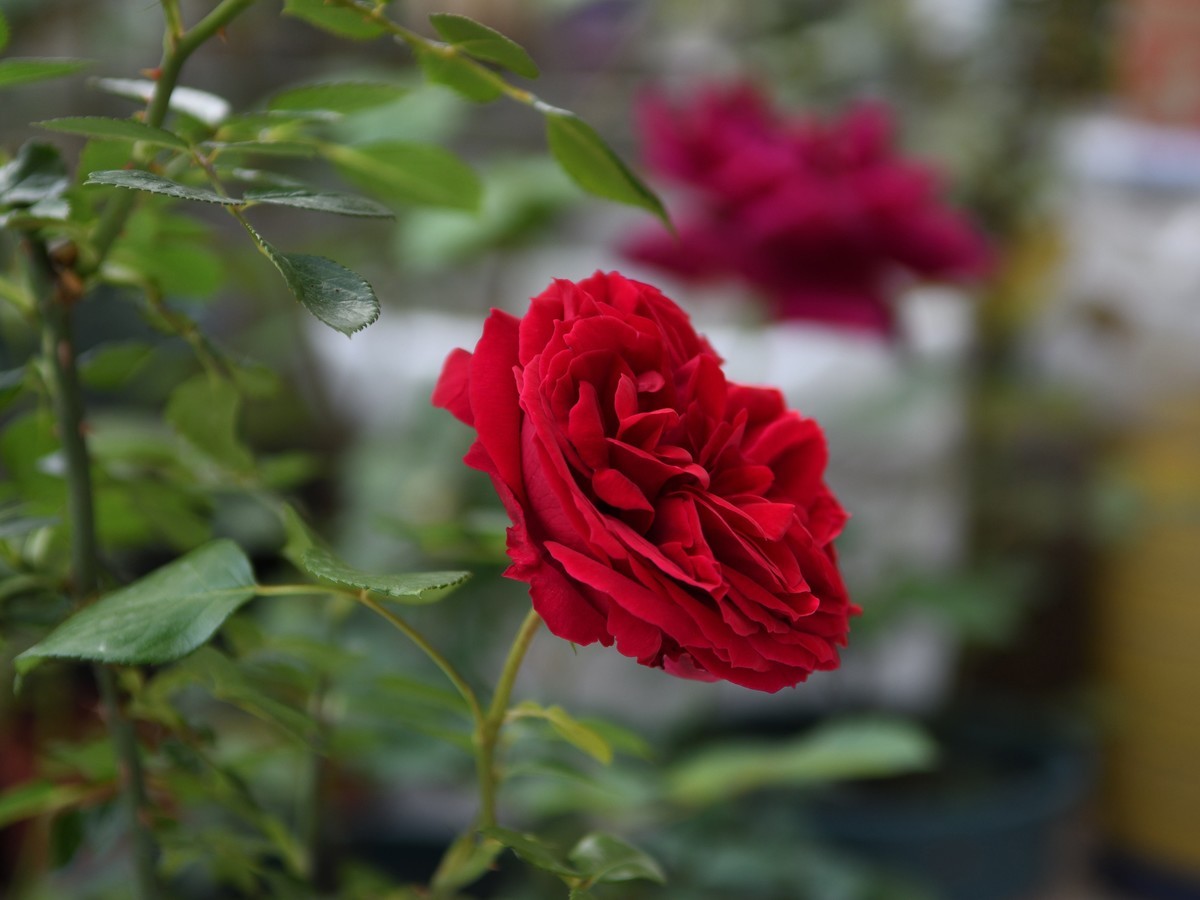 残幅头 17-55mm f/2.8G，试拍花草。