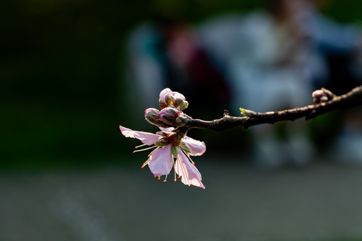 橘子洲拍桃花6