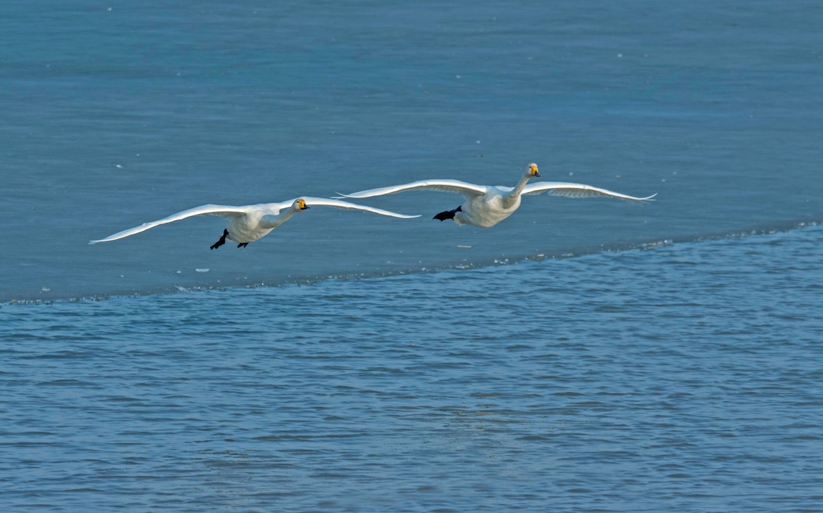 追拍天鹅（五）