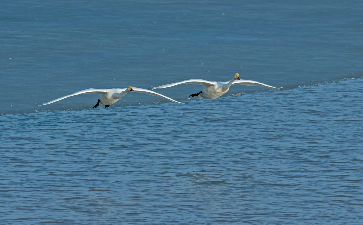 追拍天鹅（五）