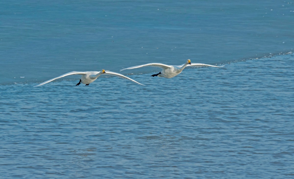 追拍天鹅（五）