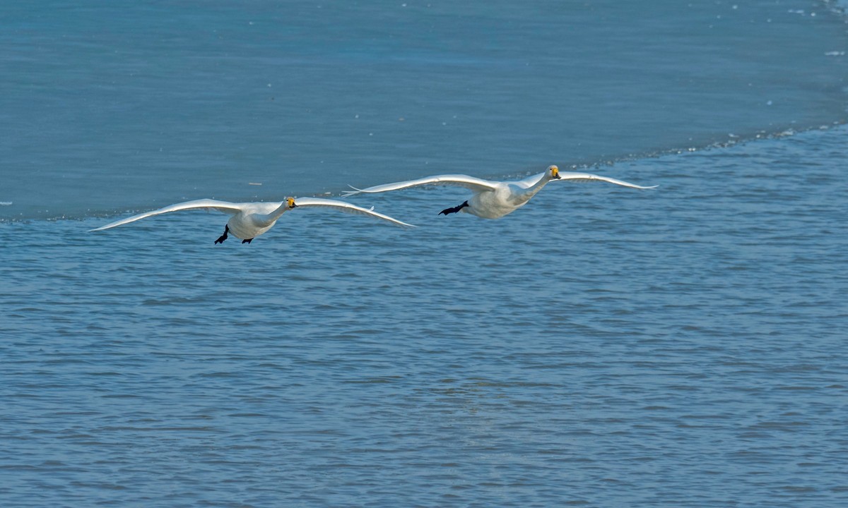 追拍天鹅（五）