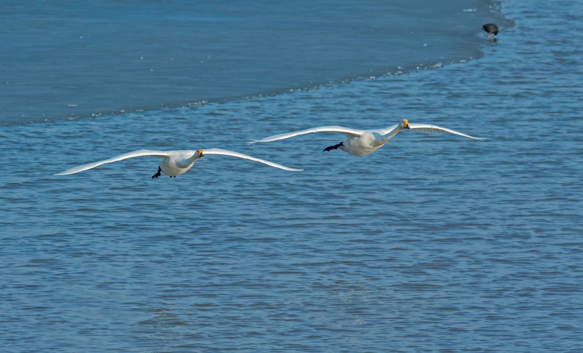 追拍天鹅（五）