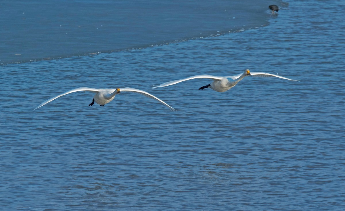 追拍天鹅（五）