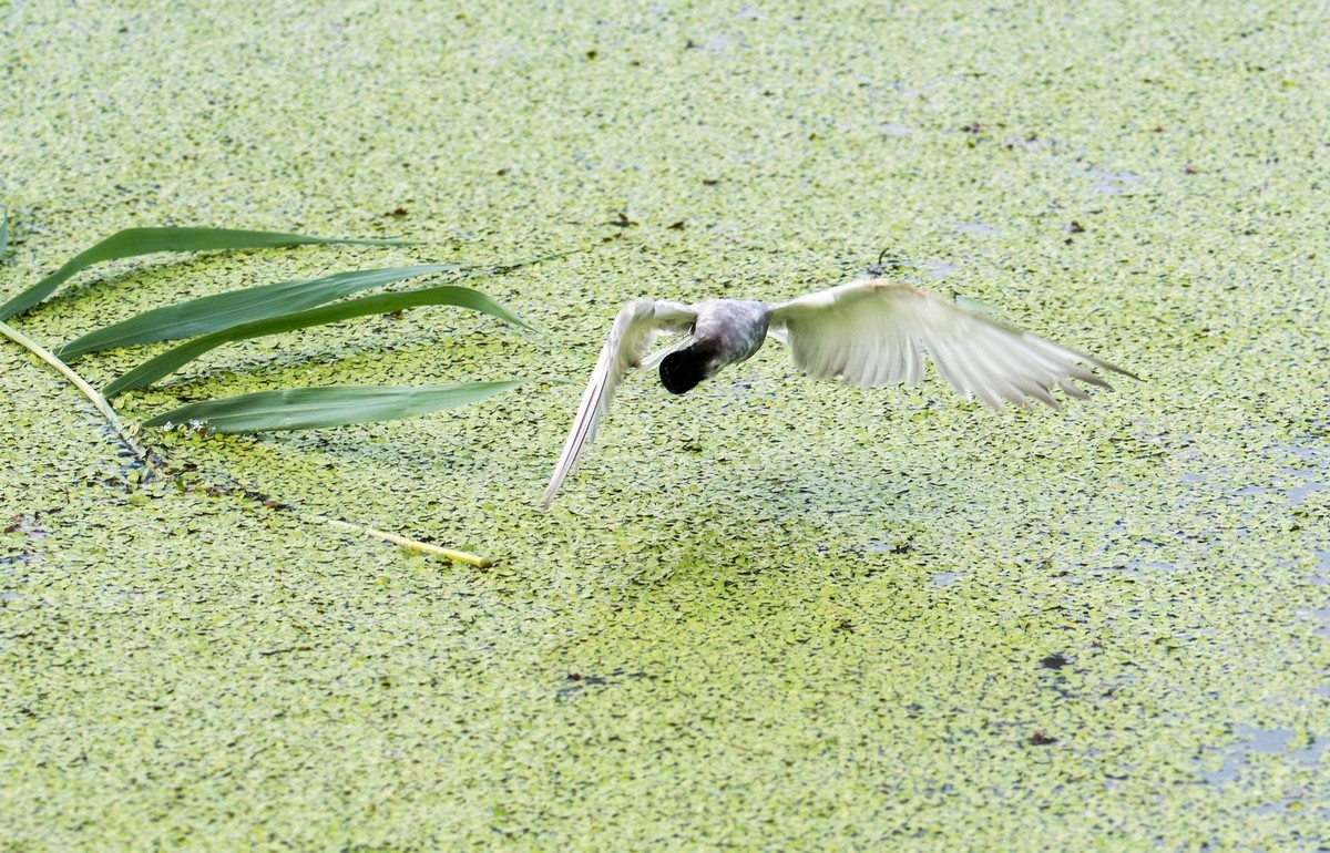 须浮鸥（二十四）