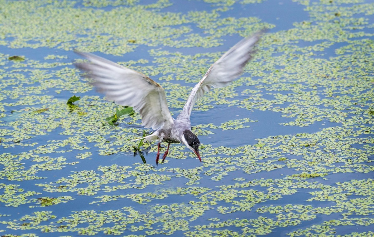 须浮鸥（二十四）