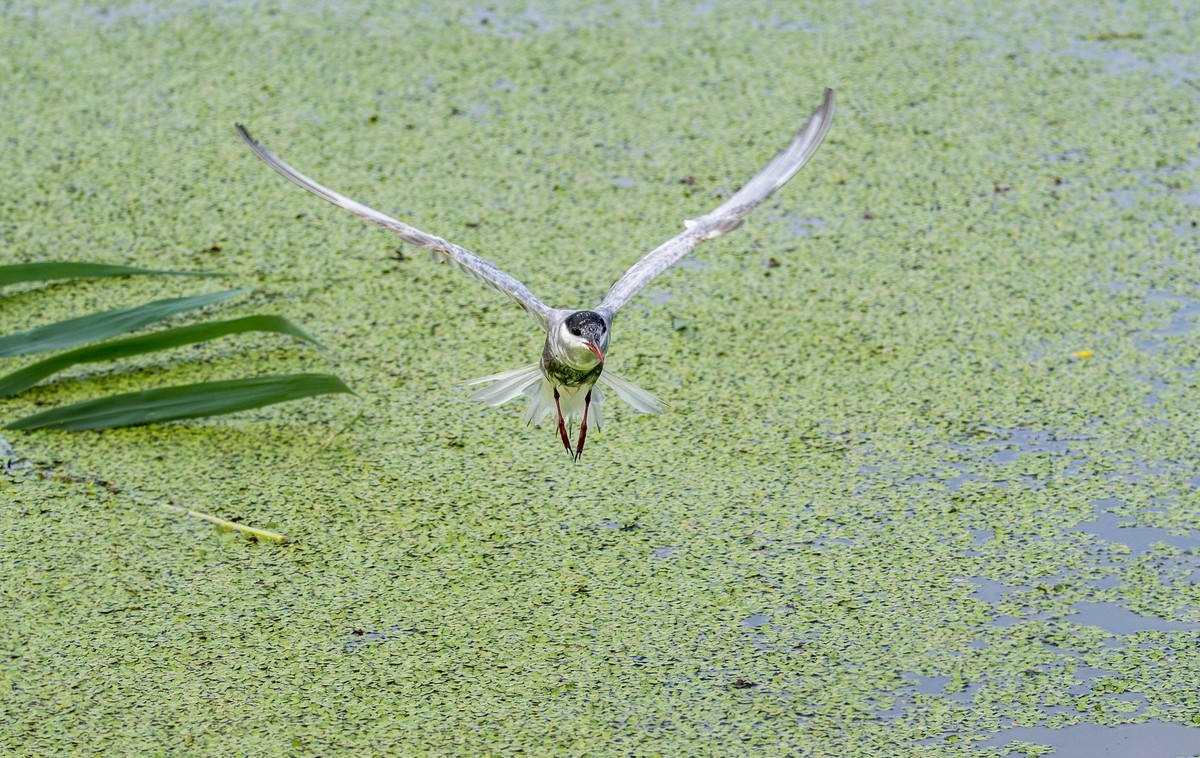 须浮鸥（二十四）