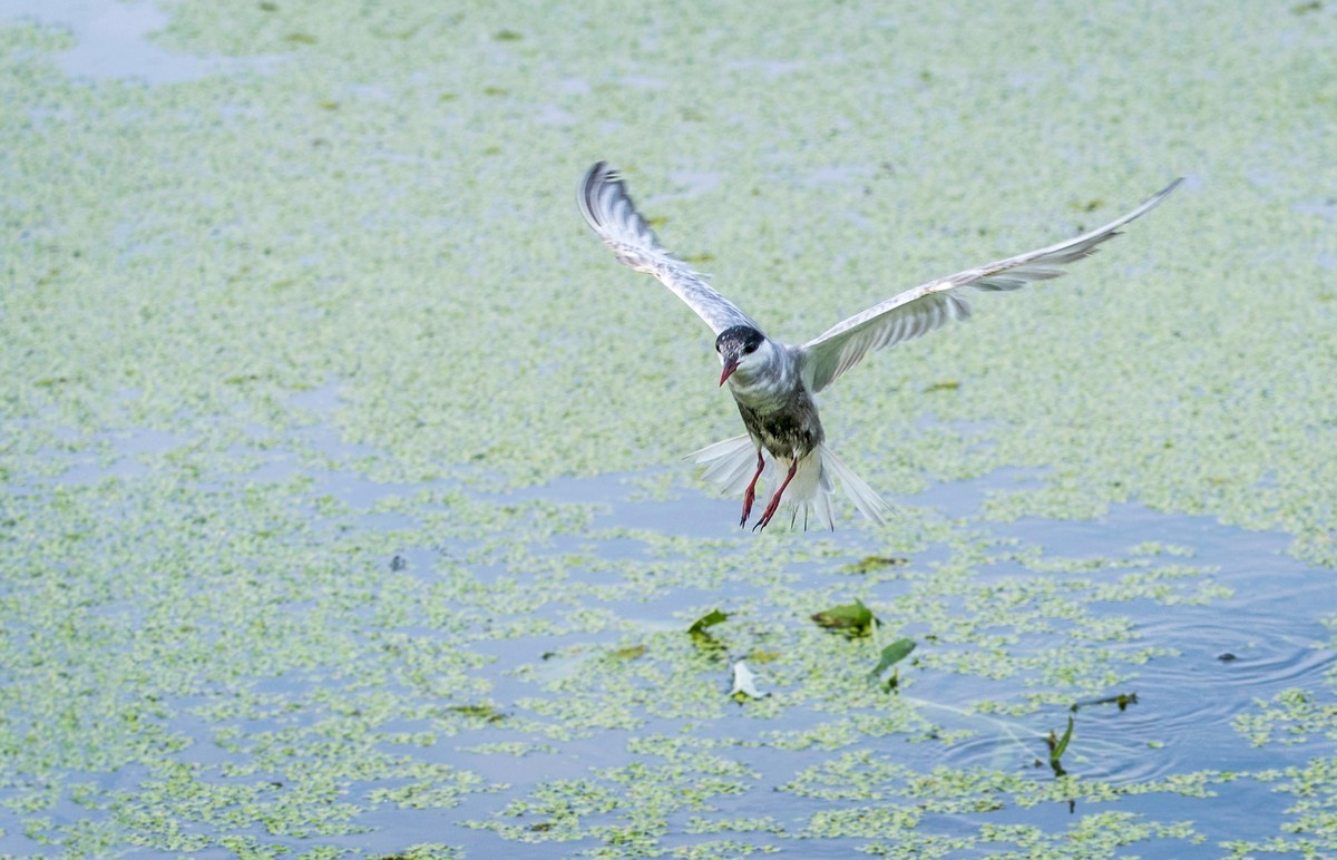 须浮鸥（二十四）