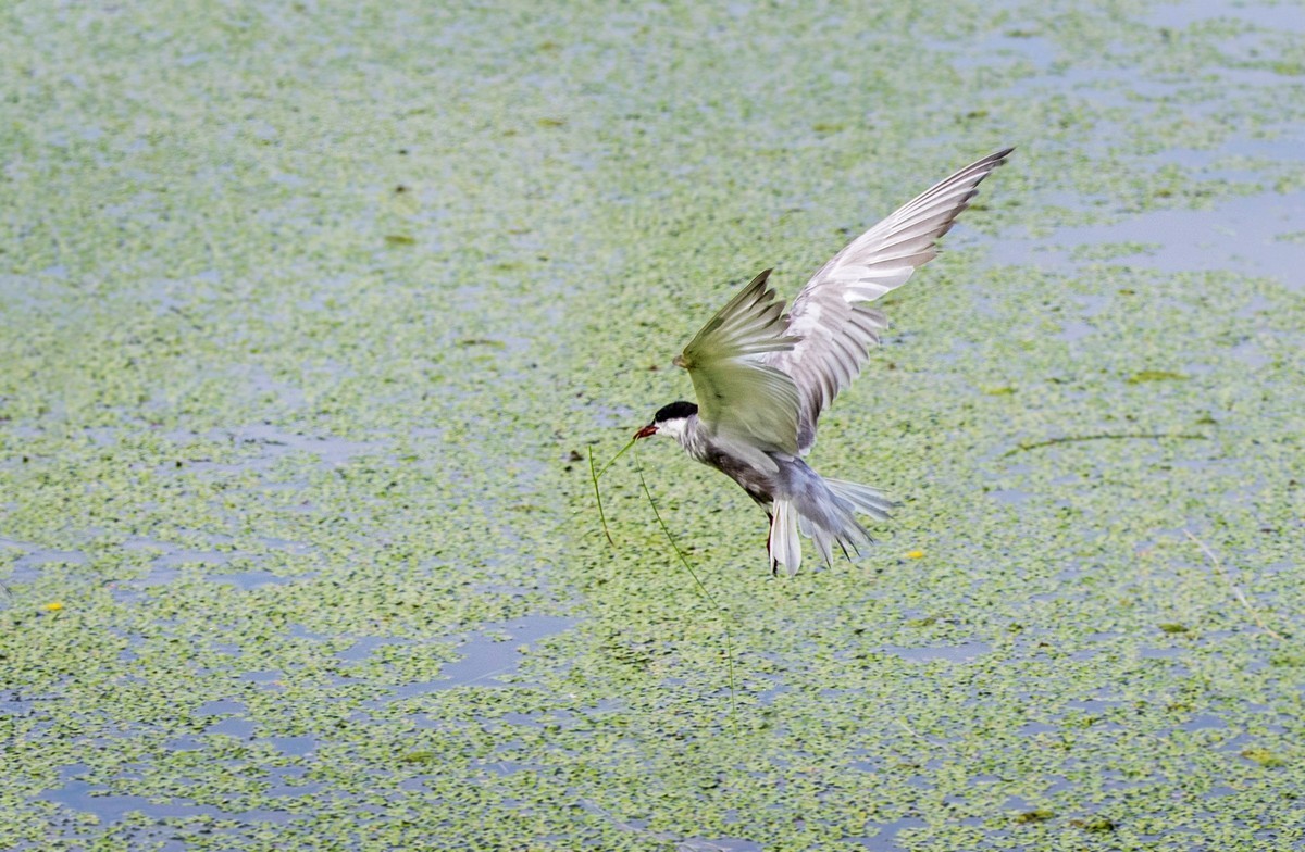 须浮鸥（二十四）