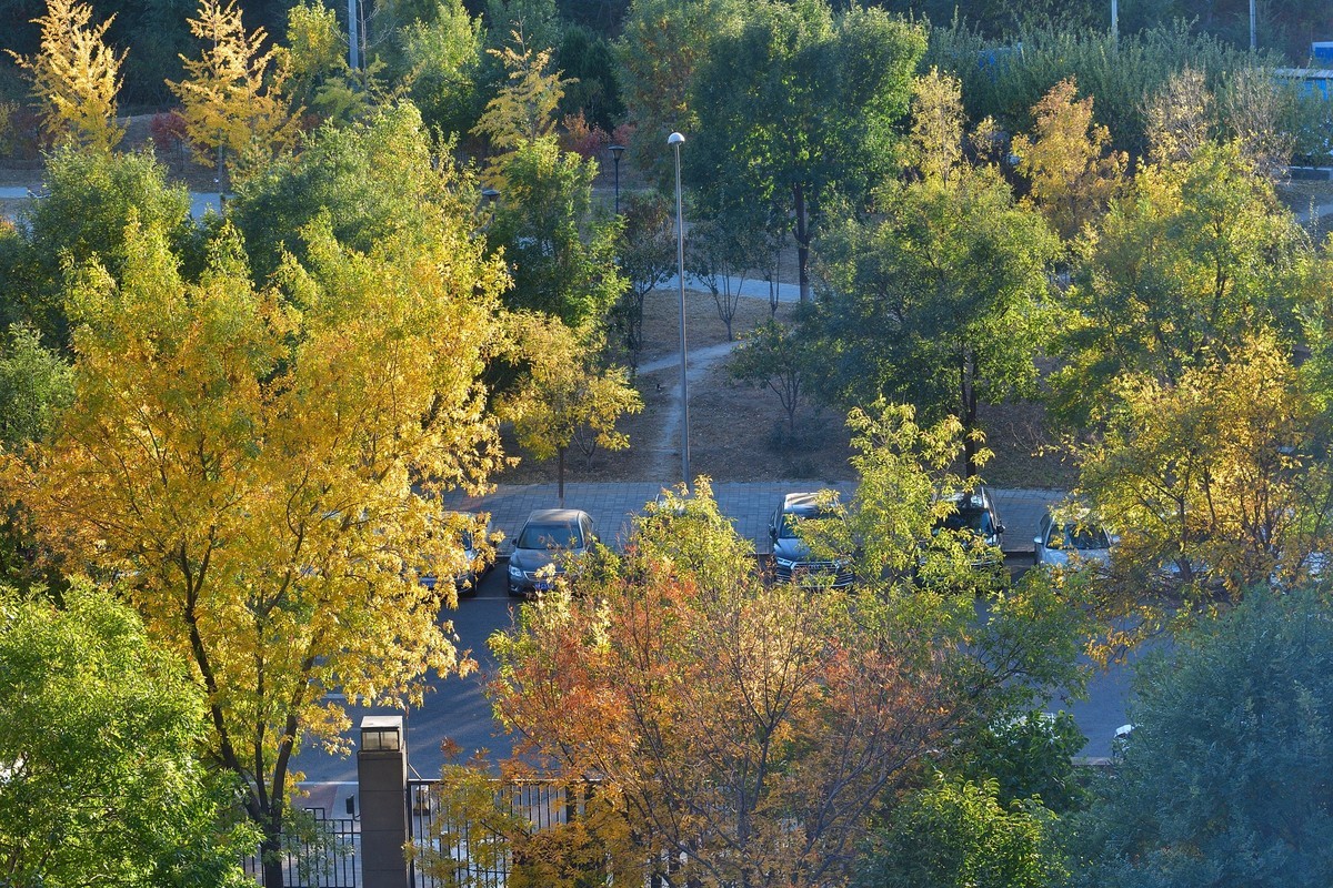 初冬窗外残秋小景