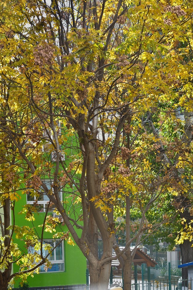 初冬窗外残秋小景