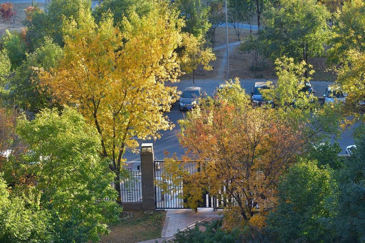 初冬窗外残秋小景