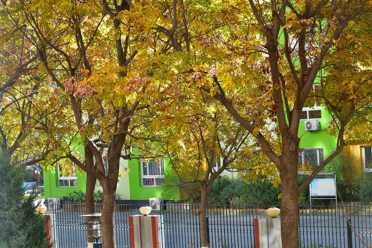 初冬窗外残秋小景
