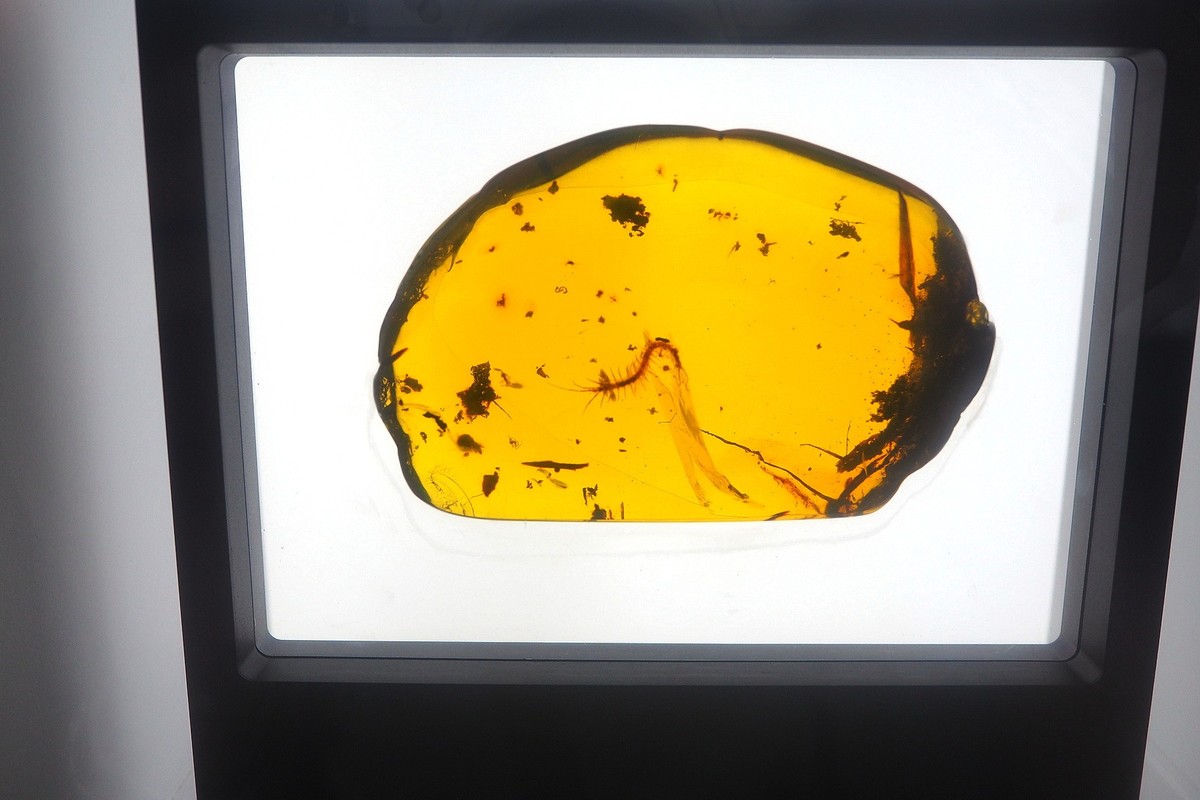 《时空旅行者—全球琥珀珍品展》