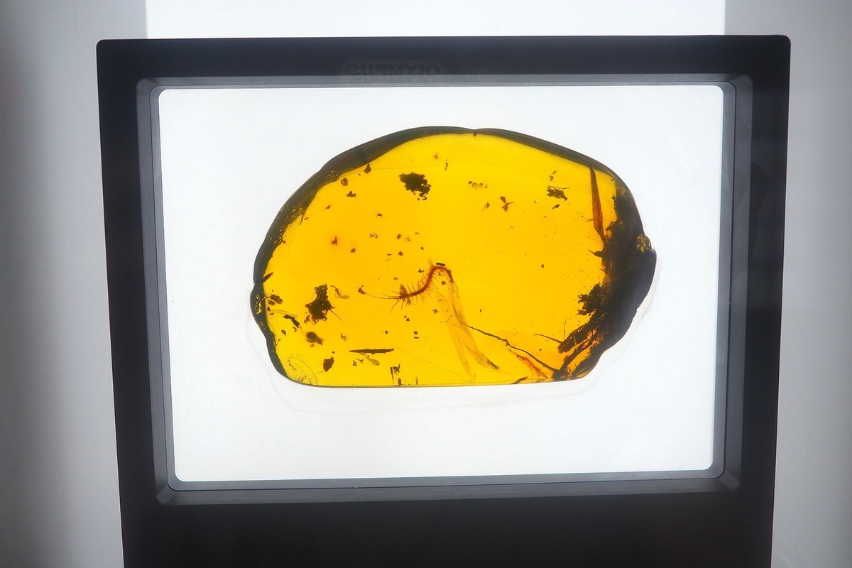 《时空旅行者—全球琥珀珍品展》