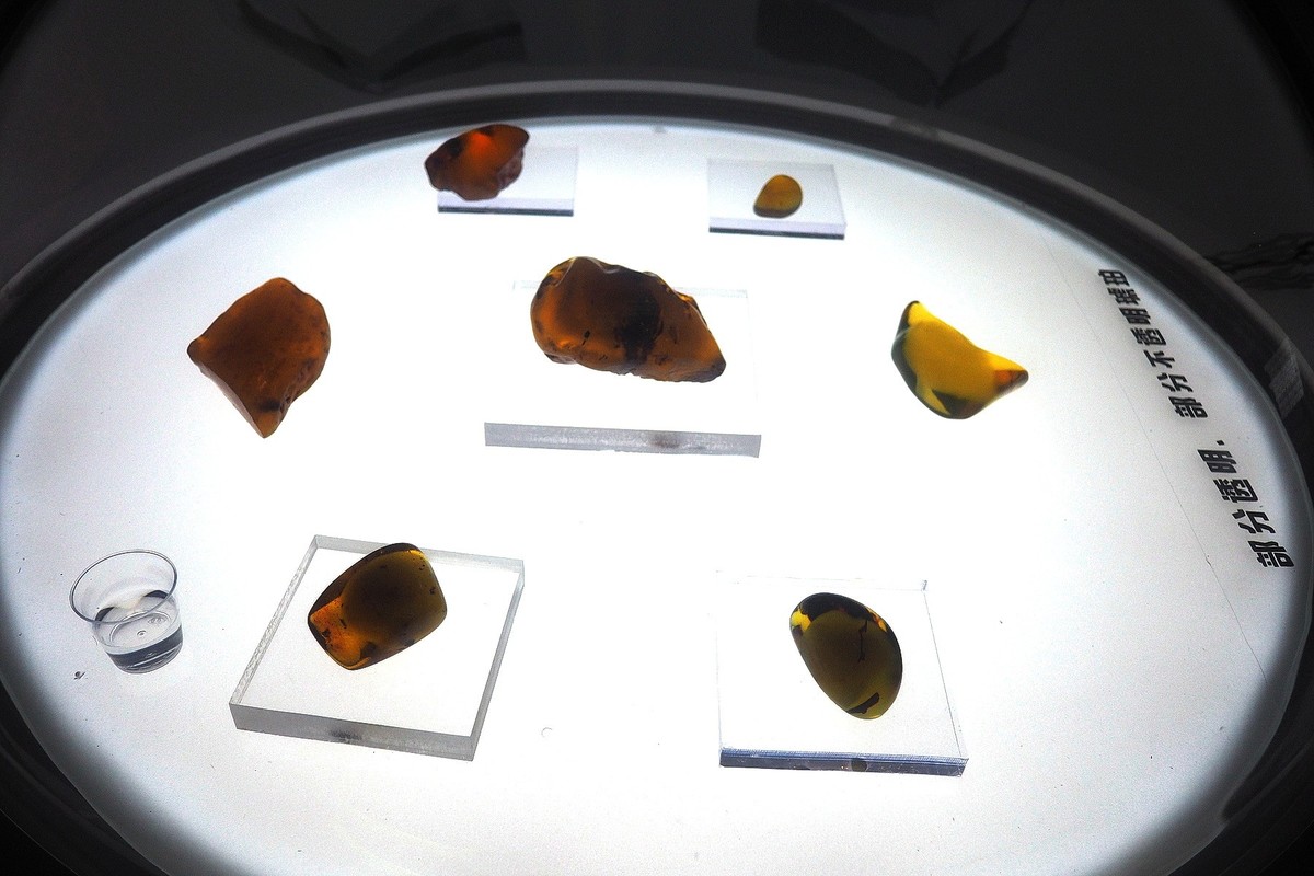 《时空旅行者—全球琥珀珍品展》