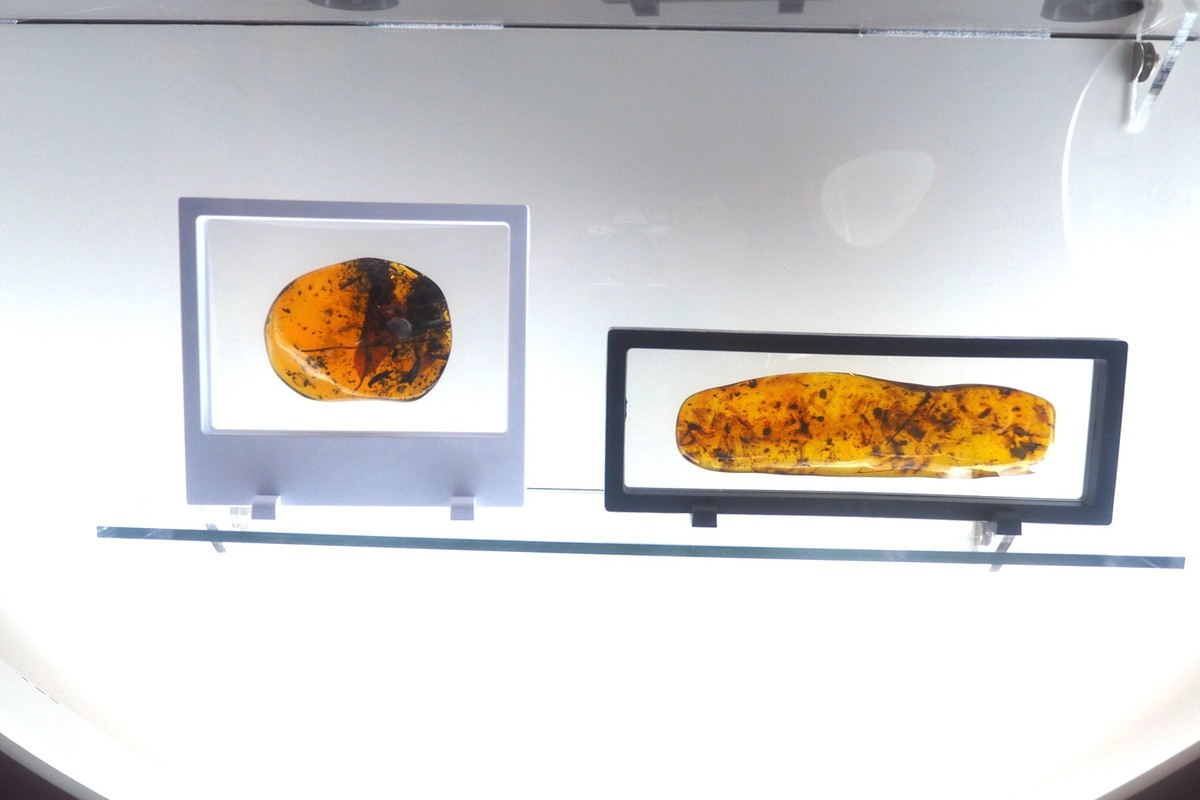 《时空旅行者—全球琥珀珍品展》