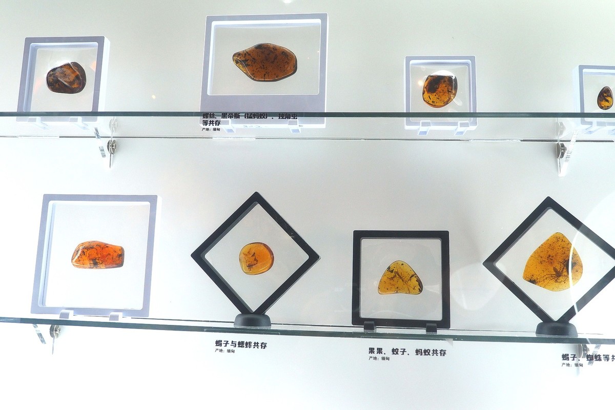 《时空旅行者—全球琥珀珍品展》