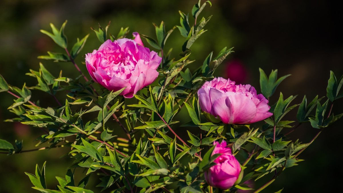 五 月 的 牡 丹 之 三 （ 腾龙百搭 SP 60-300镜头）