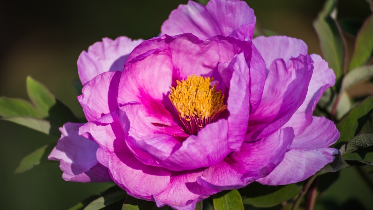 五 月 的 牡 丹 之 三 （ 腾龙百搭 SP 60-300镜头）