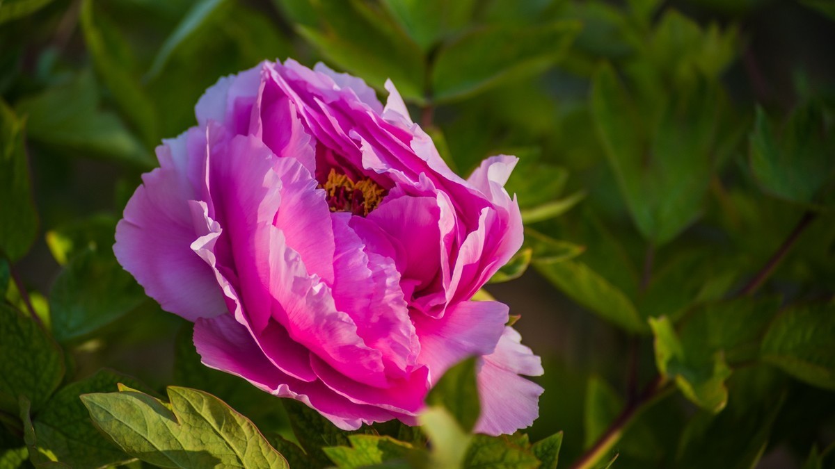 五 月 的 牡 丹 之 三 （ 腾龙百搭 SP 60-300镜头）