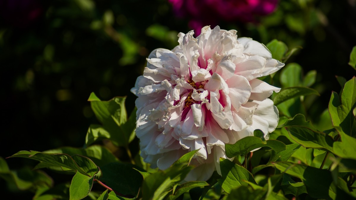 五 月 的 牡 丹 之 三 （ 腾龙百搭 SP 60-300镜头）