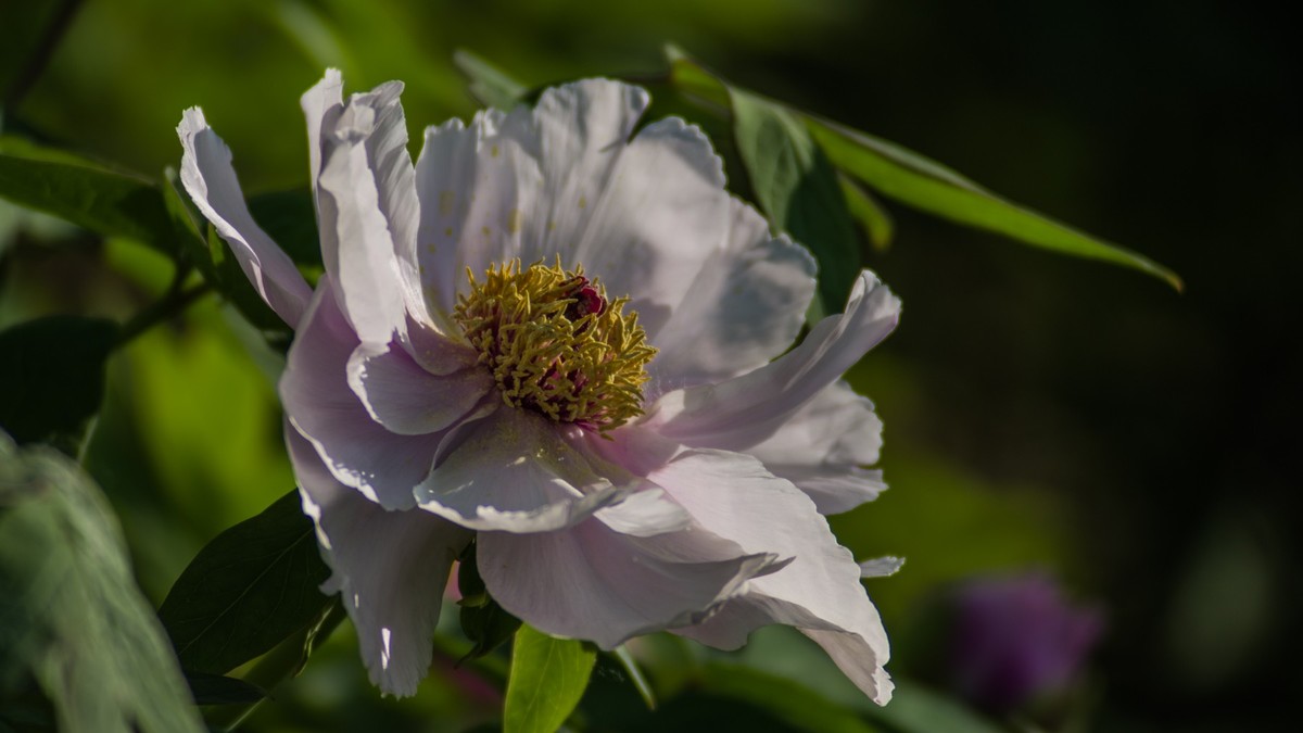 五 月 的 牡 丹 之 三 （ 腾龙百搭 SP 60-300镜头）