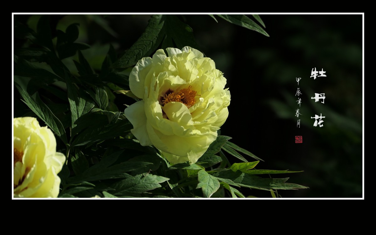 雍容华贵的牡丹花
