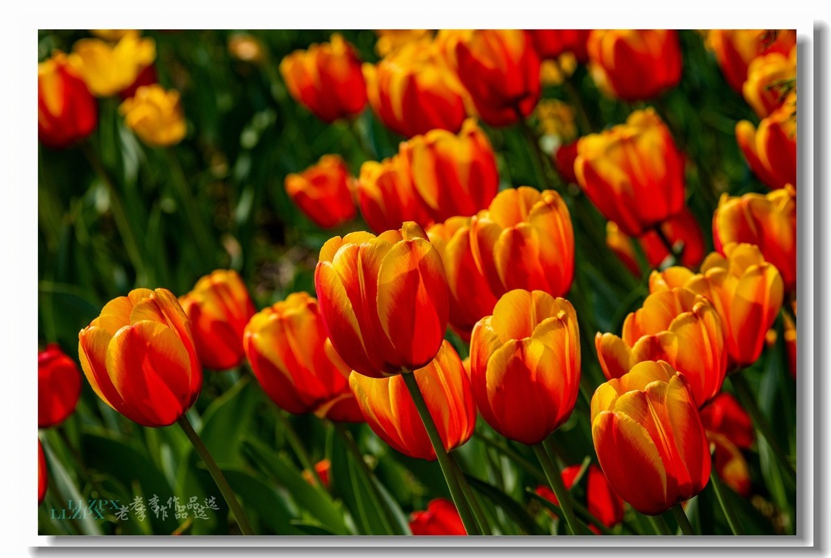 中山公园拍郁金香