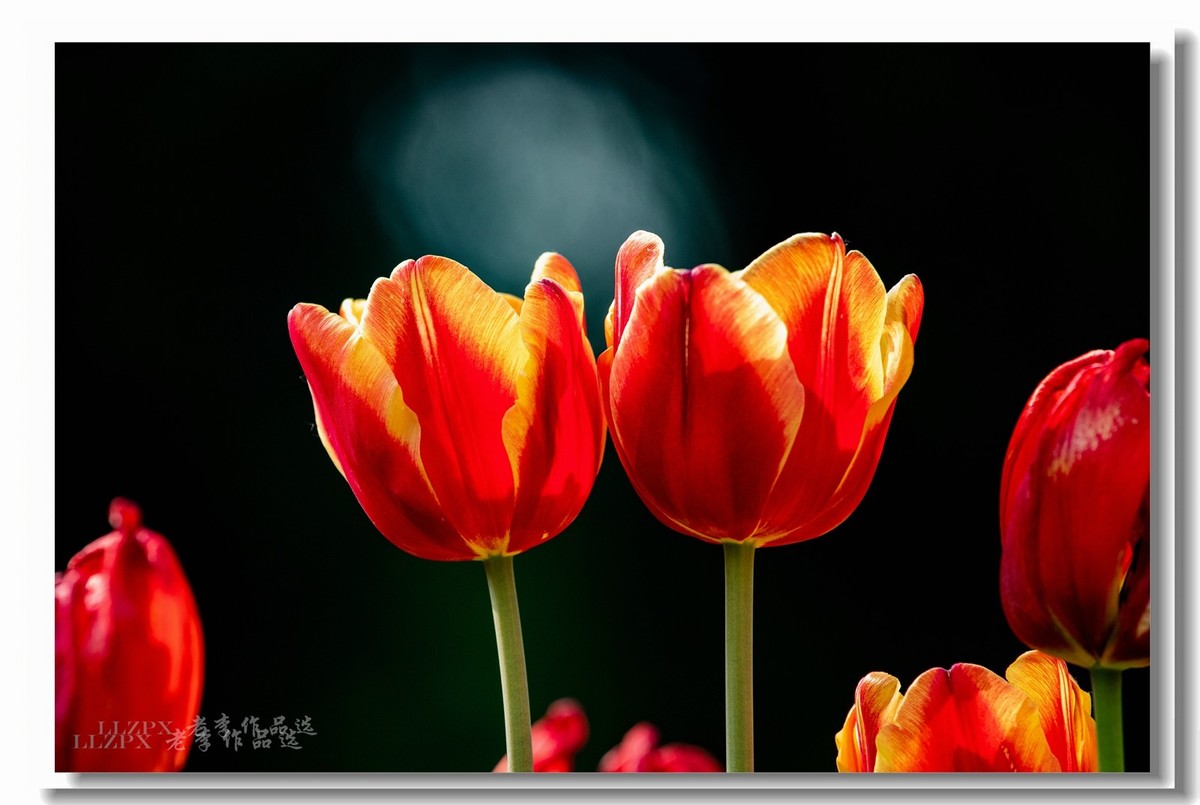 中山公园拍郁金香