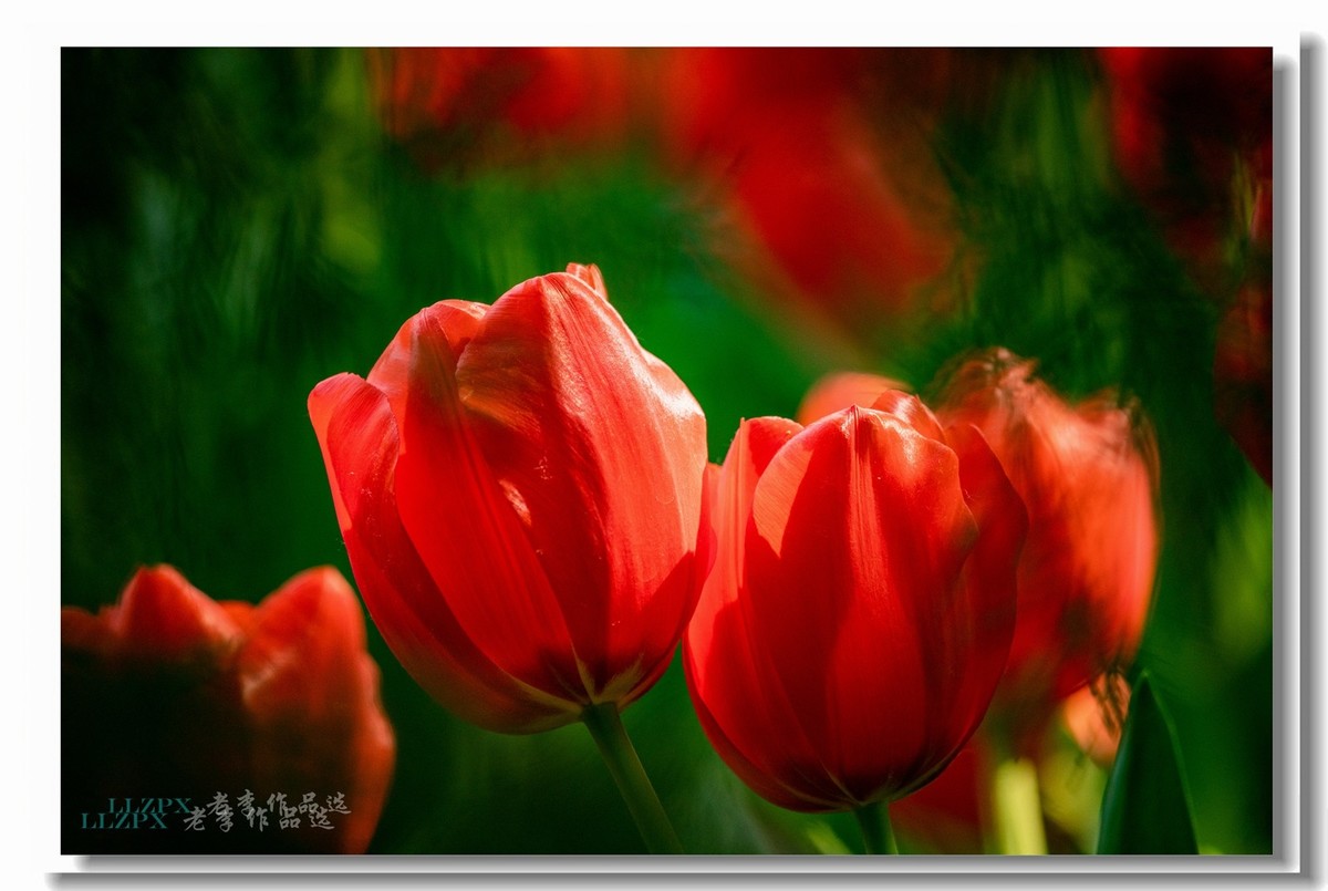 中山公园拍郁金香