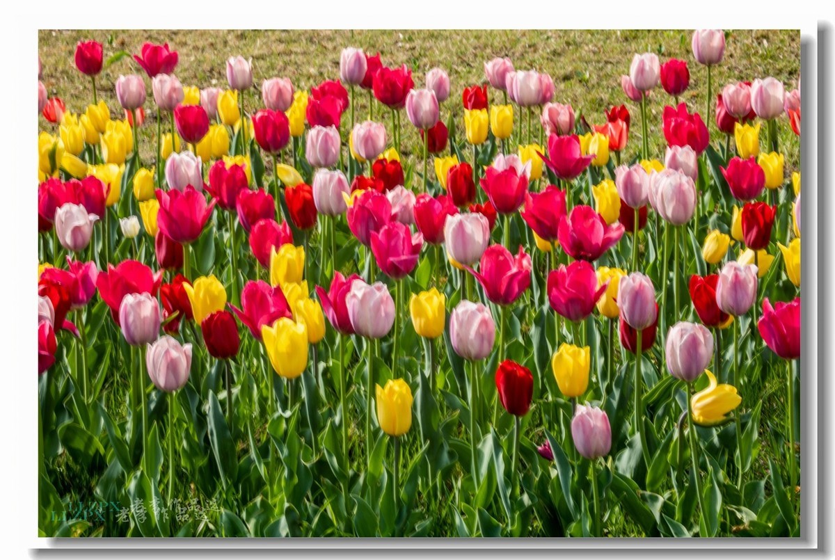 中山公园拍郁金香