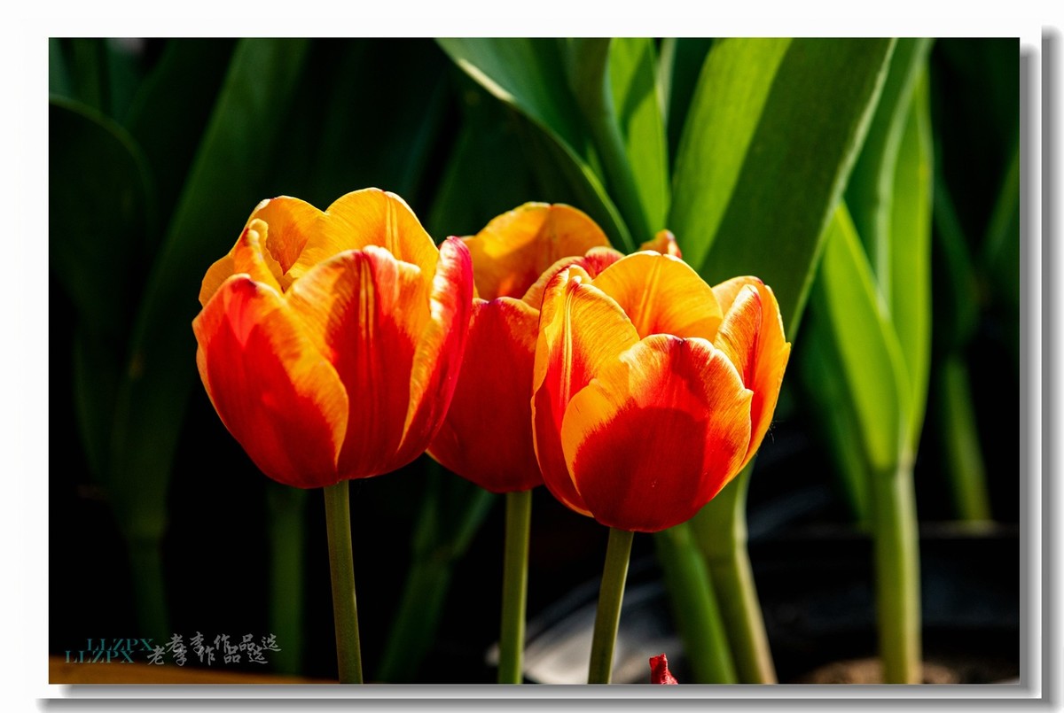 中山公园拍郁金香