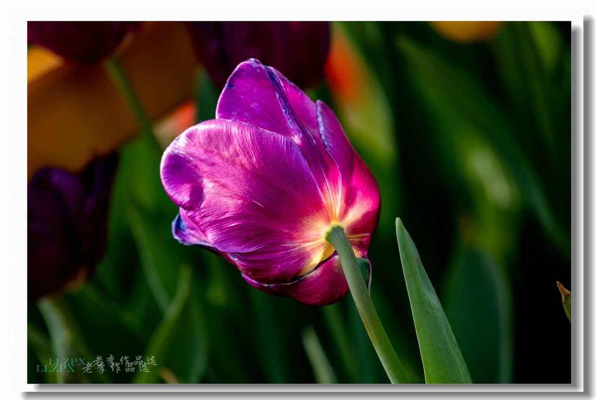 中山公园拍郁金香