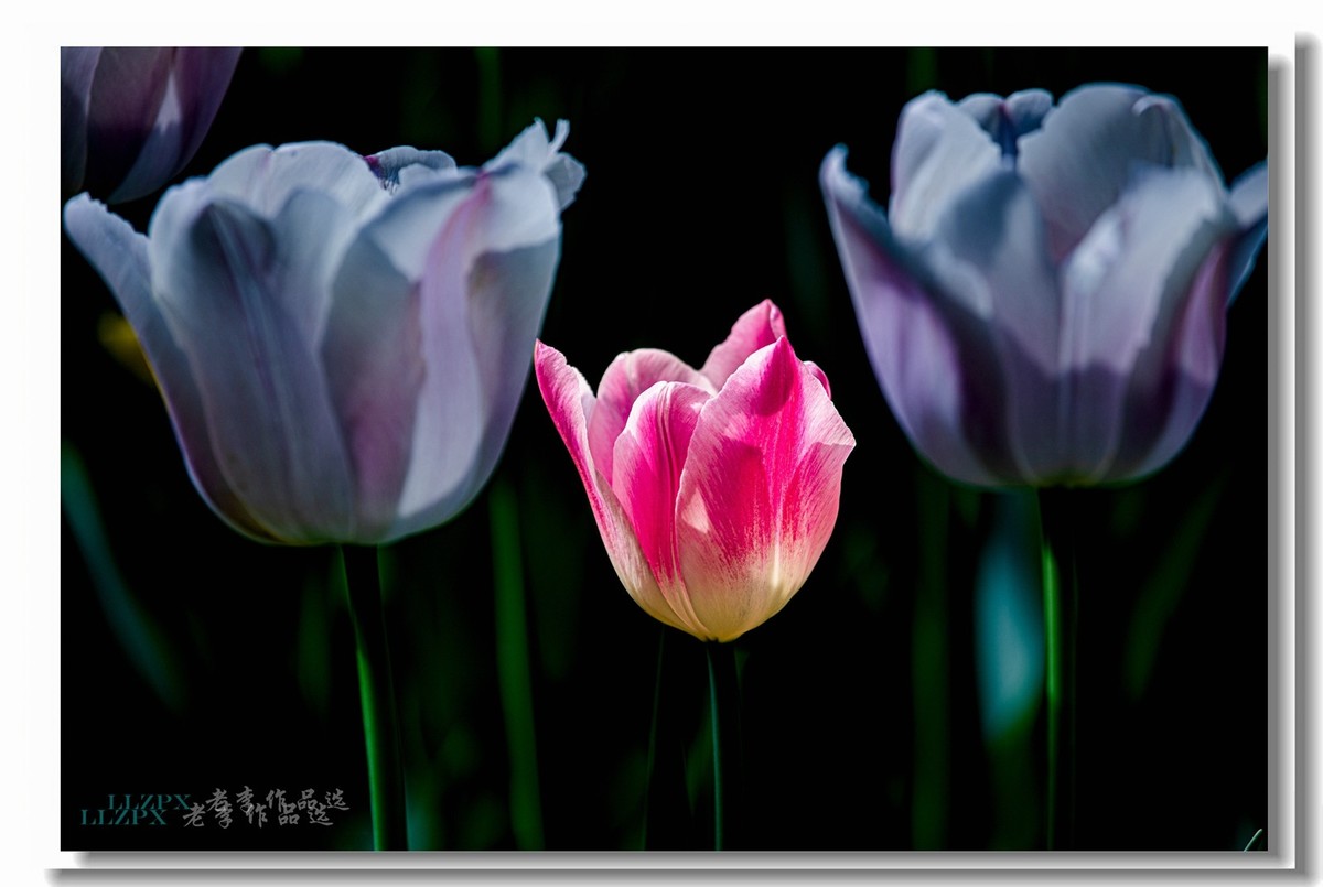 中山公园拍郁金香