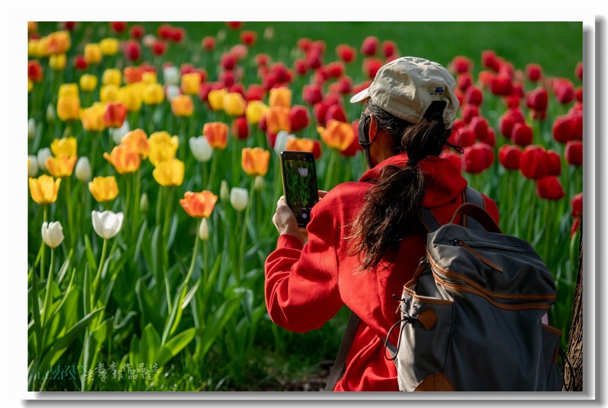 中山公园拍郁金香