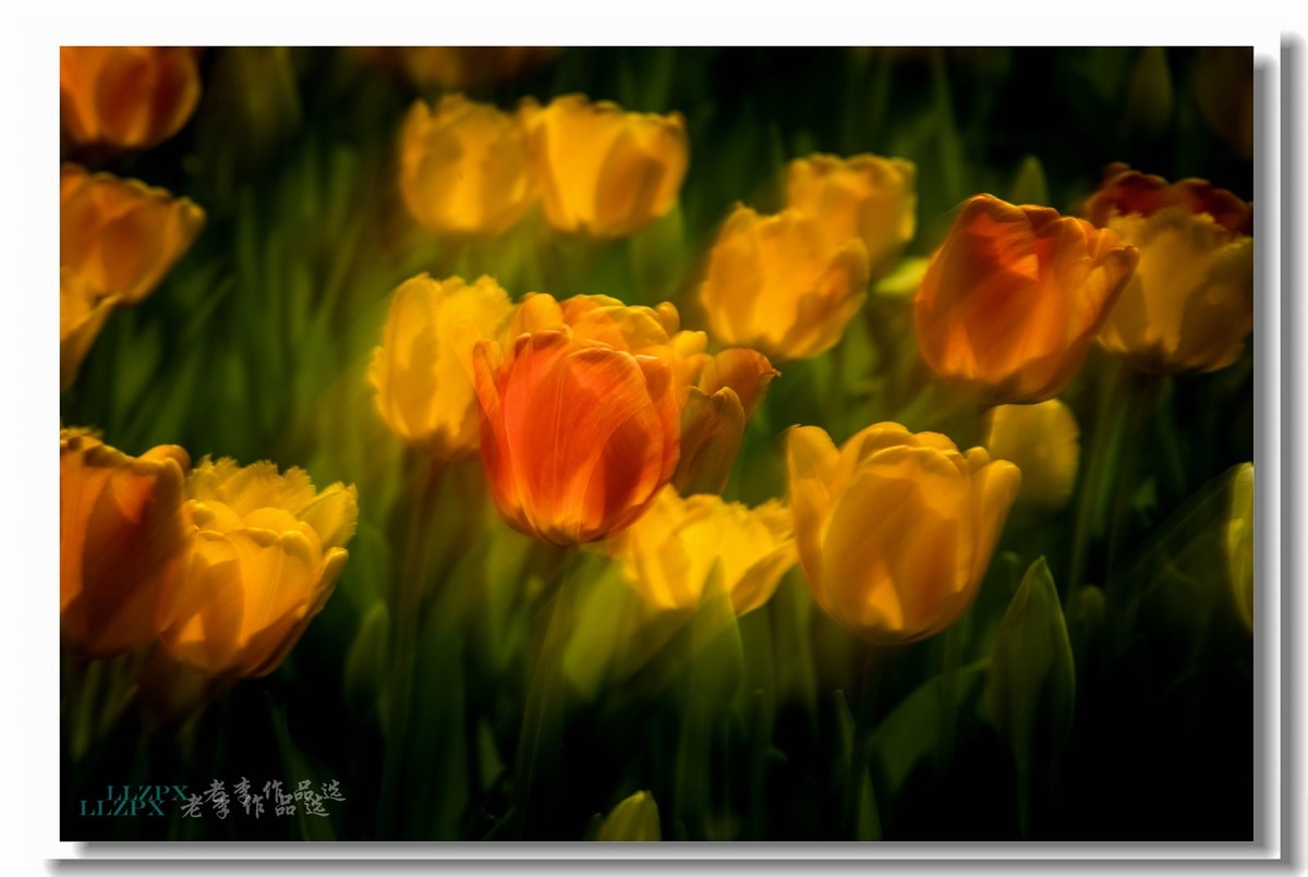 中山公园拍郁金香