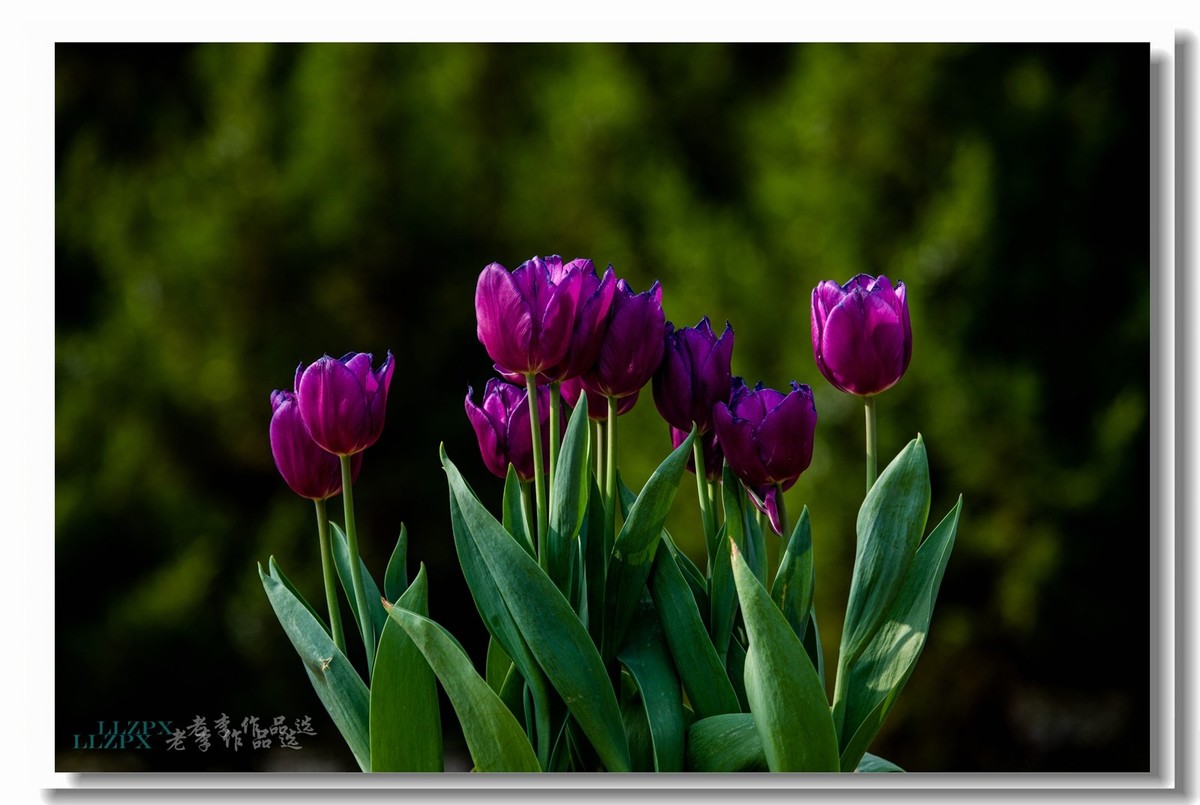 中山公园拍郁金香