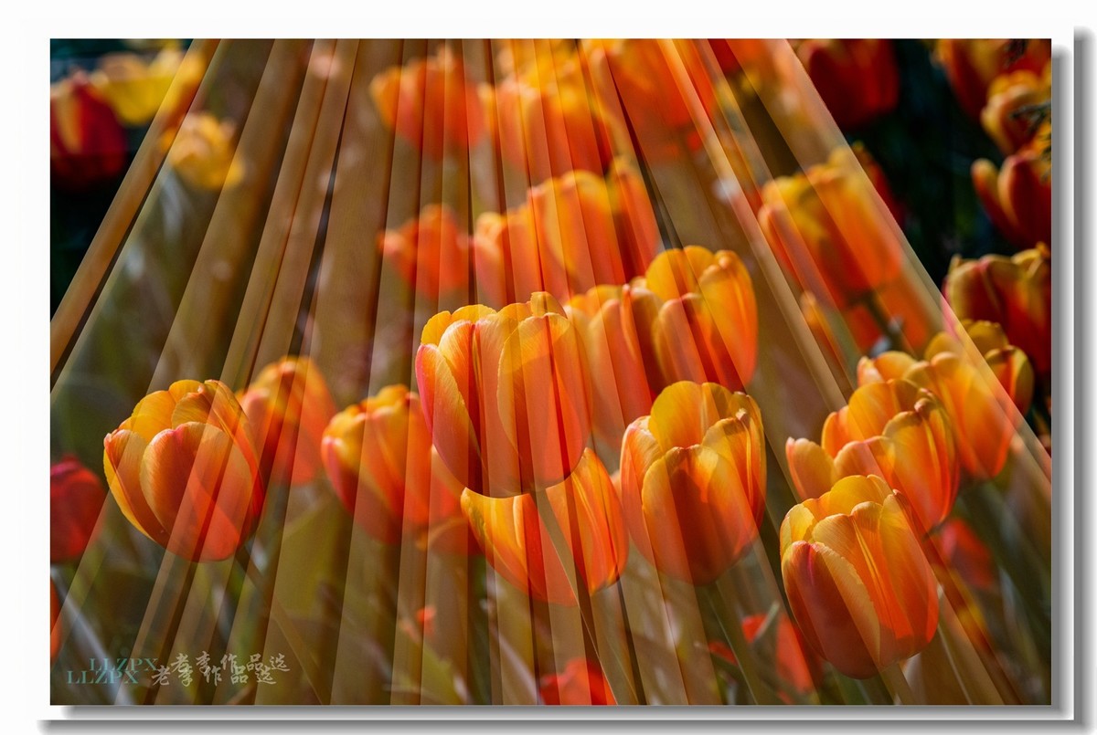 中山公园拍郁金香