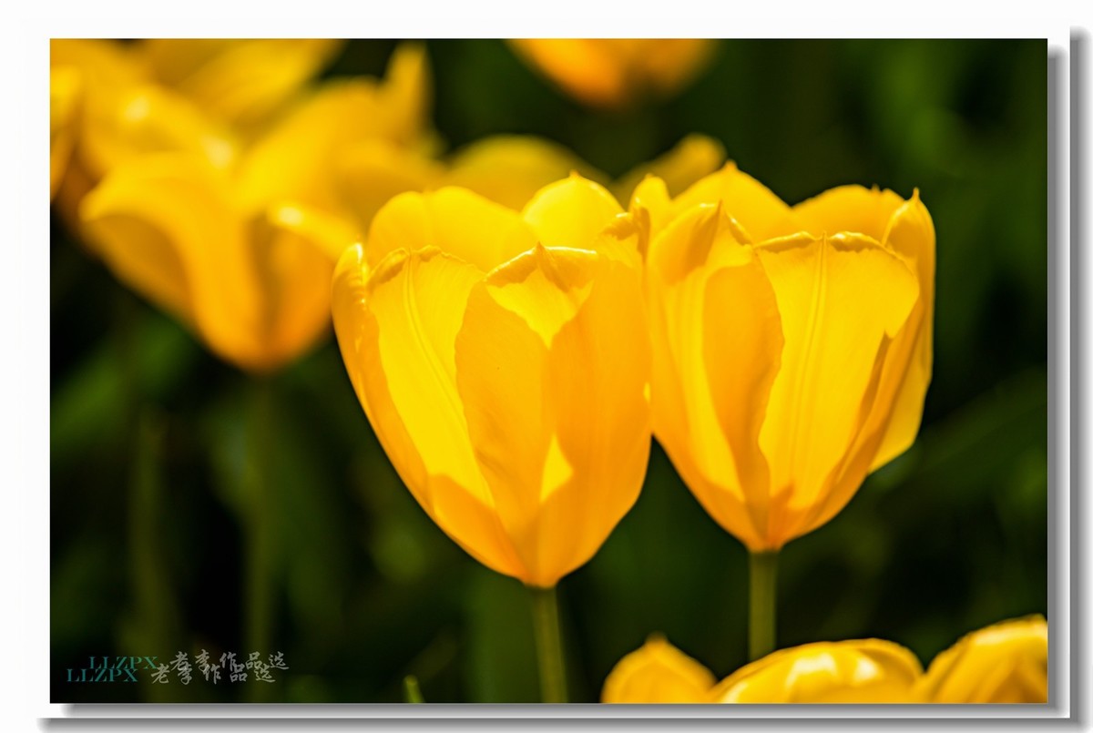 中山公园拍郁金香