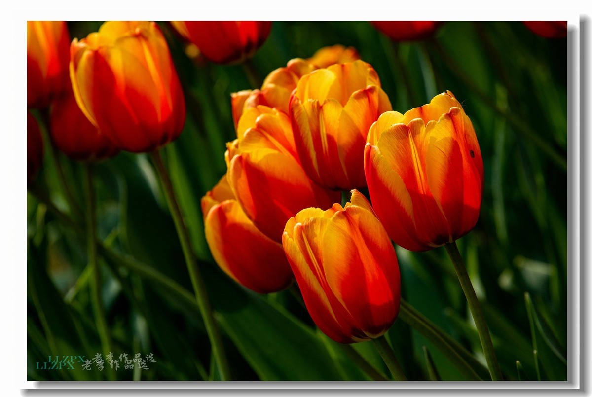 中山公园拍郁金香