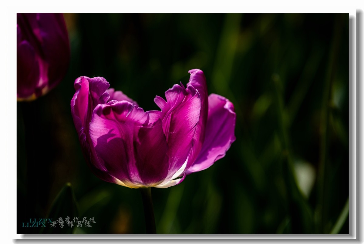 中山公园拍郁金香