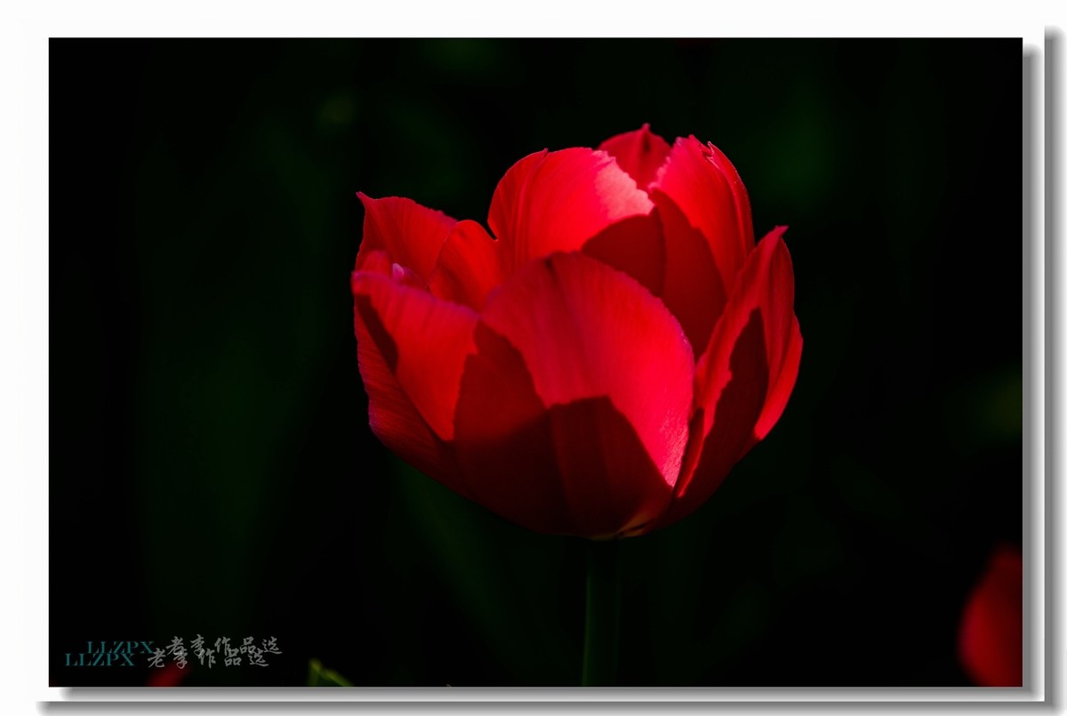 中山公园拍郁金香