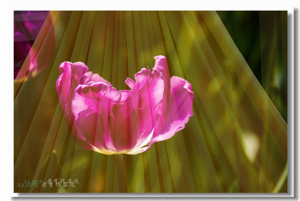 中山公园拍郁金香