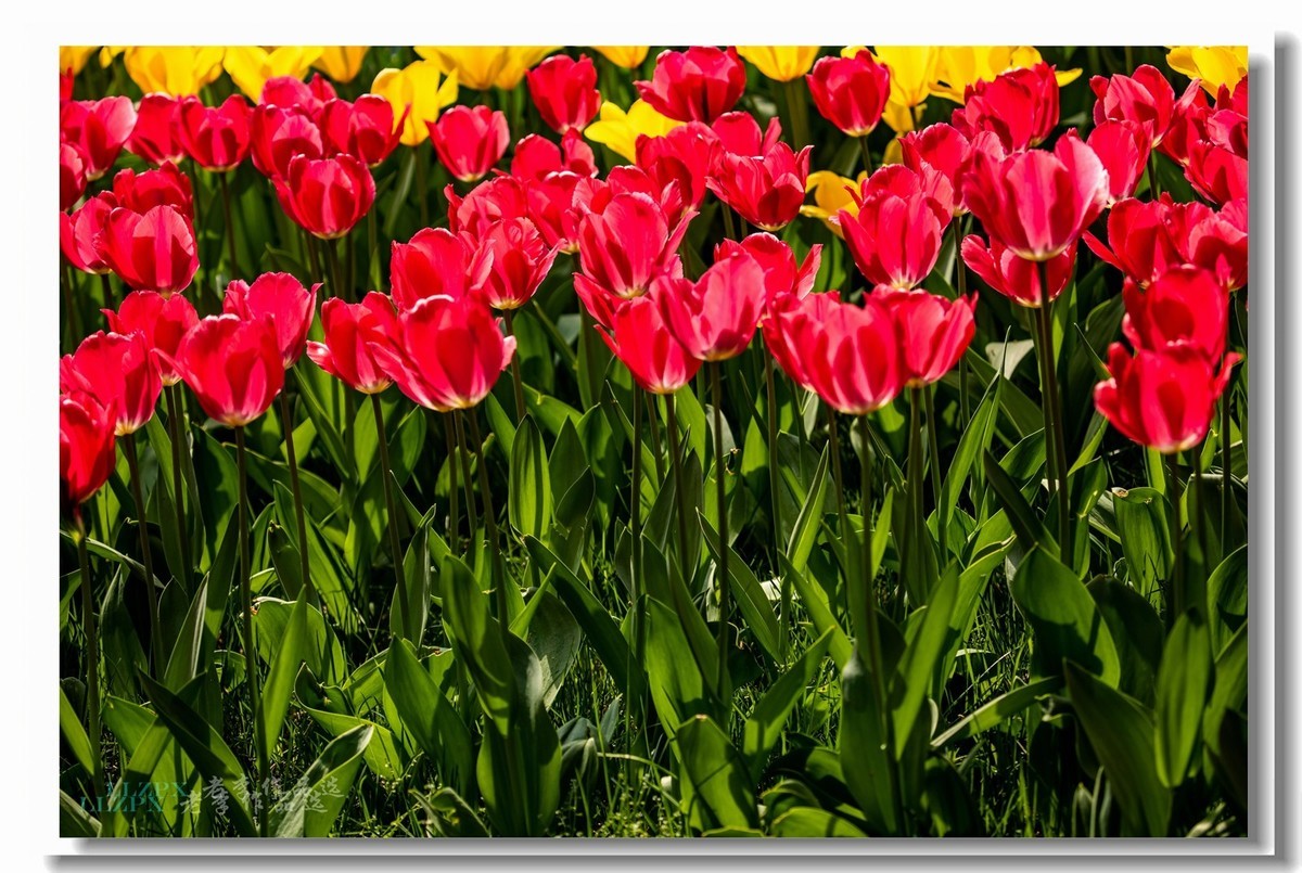 中山公园拍郁金香