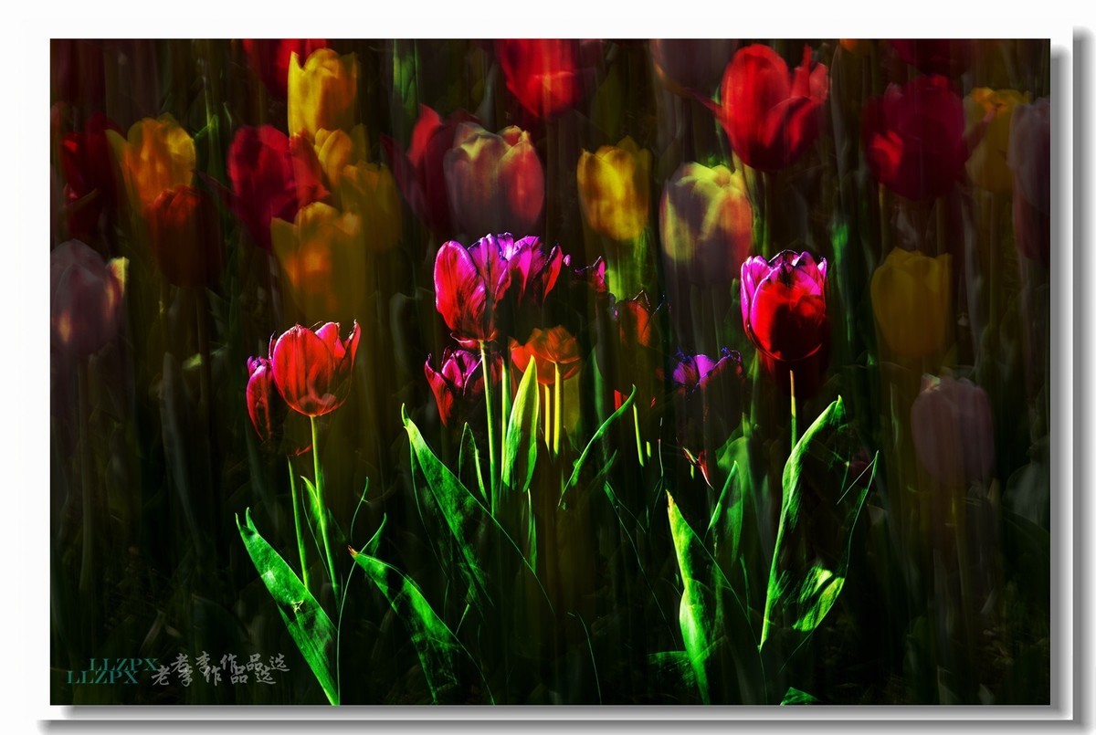 中山公园拍郁金香